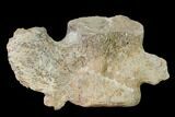 Fossil Plesiosaur Cervical Vertebra - Asfla, Morocco #166011-2